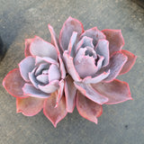 11cm pot Echeveria Afterglow  晚霞11cm盆