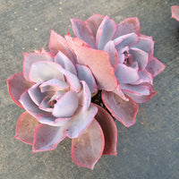 11cm pot Echeveria Afterglow  晚霞11cm盆