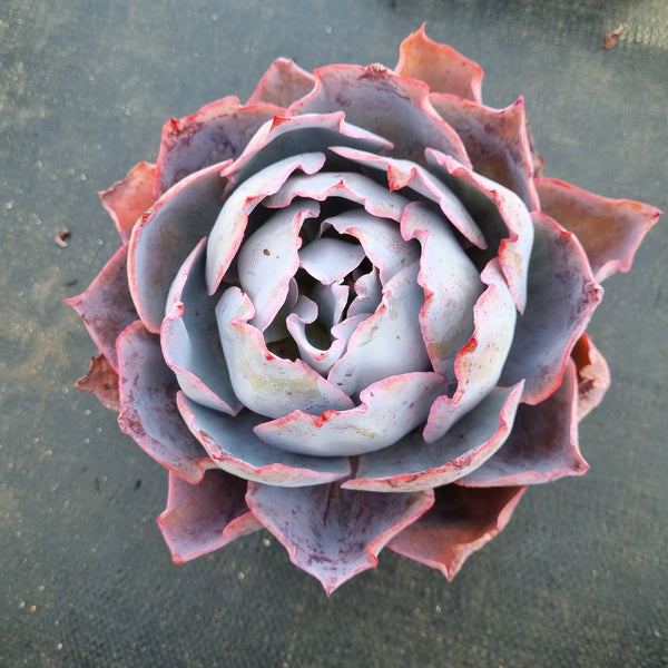 11cm pot Echeveria Afterglow Large 大号晚霞11cm盆