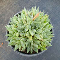 11cm pot Haworthia Grey Ghost