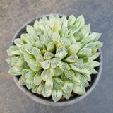 11cm pot Haworthia Silver Swirls  白斑玉露11cm盆