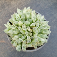 11cm pot Haworthia Silver Swirls  白斑玉露11cm盆