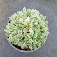 11cm pot Haworthia Silver Swirls  白斑玉露11cm盆