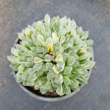 11cm pot Haworthia Silver Swirls  白斑玉露11cm盆