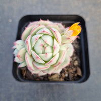 Echeveria Derenbergii 船长