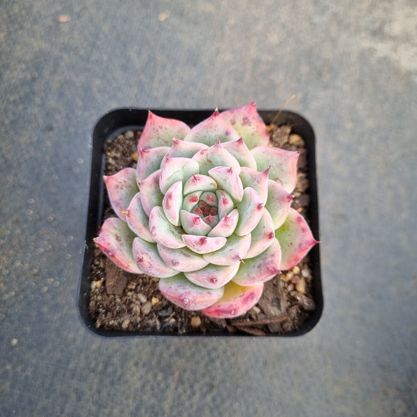 Echeveria Chihuahuaensis 吉娃娃