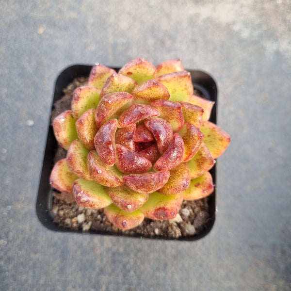 Echeveria 'Bloody Maria' 血色玛丽亚