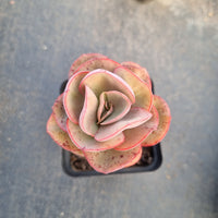 Echeveria Sunyan 秀妍