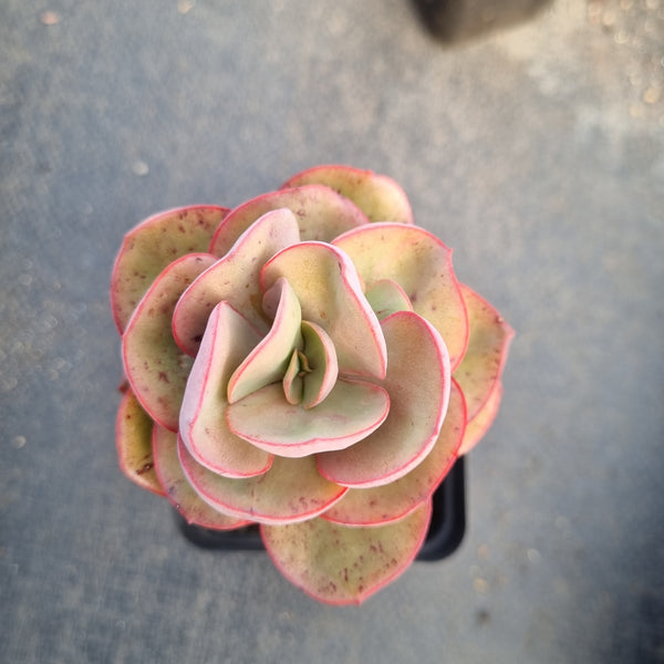 Echeveria Sunyan 秀妍