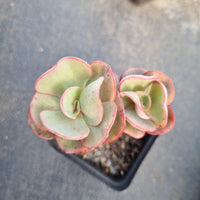 Echeveria Sunyan 秀妍