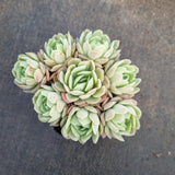 Echeveria Raspberry ice cluster 冰莓小群