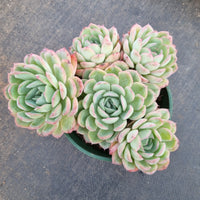 11cm pot Echeveria Strawberry Ice 草莓冰11cm盆