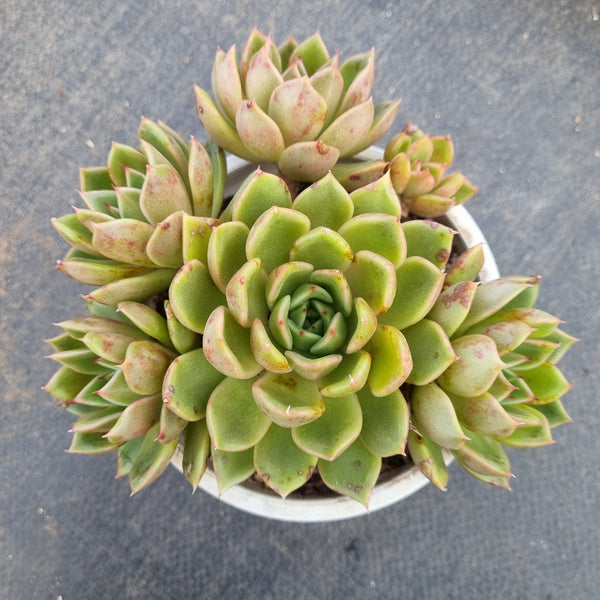 11cm pot Echeveria agavoides Mira 米拉11cm盆