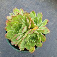 11cm pot Echeveria sp 蜜糖11cm盆