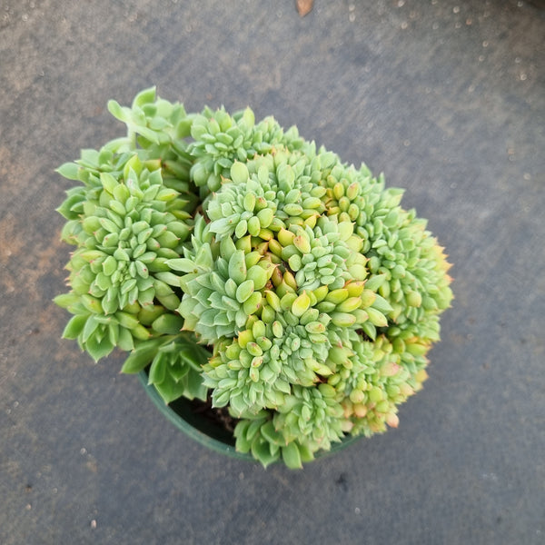 11cm pot Echeveria Leisal crested