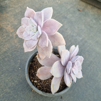 11cm pot Graptopetalum pentandrum ‘Superbum’ 华丽风车