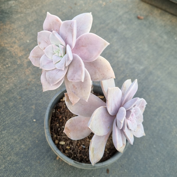 11cm pot Graptopetalum pentandrum ‘Superbum’ 华丽风车