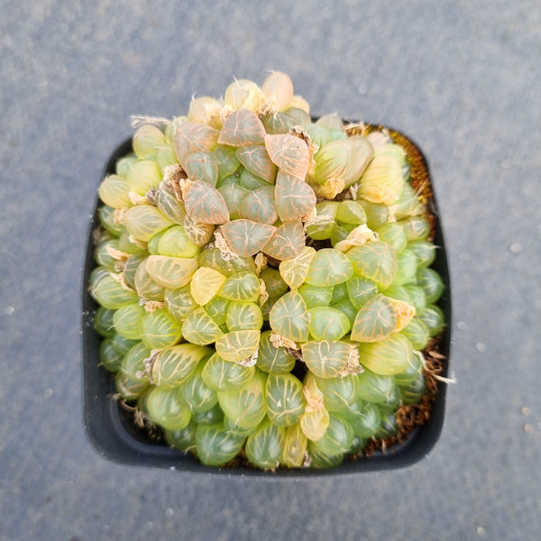 Haworthia cooperi