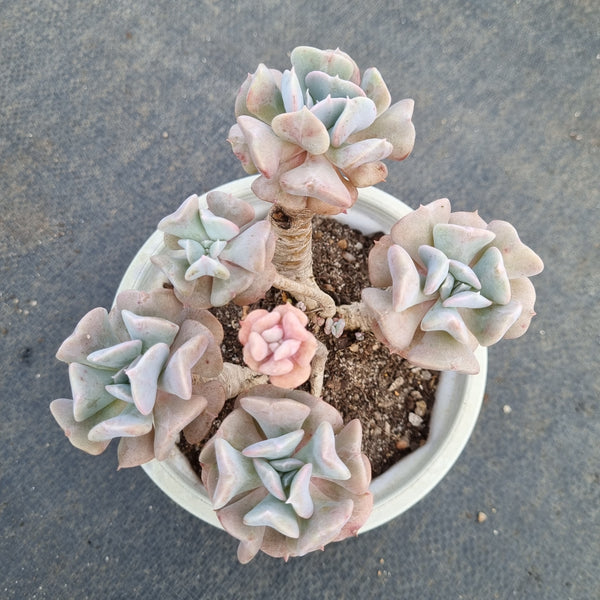 11cm pot Echeveria Cubic Frost 雪精灵11cm盆