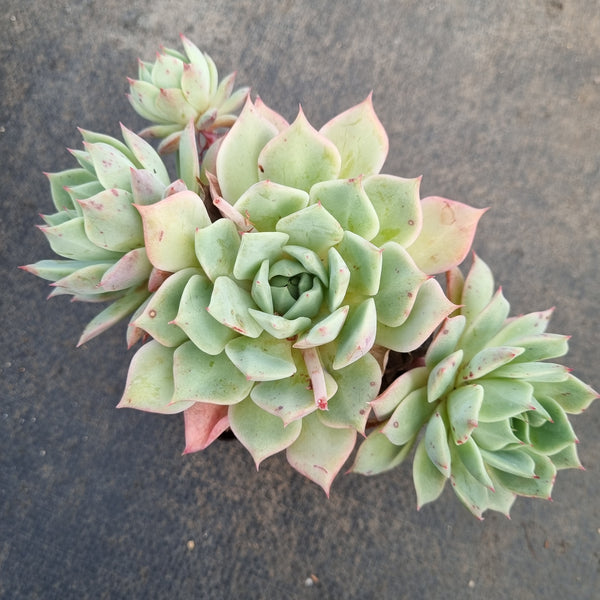 Echeveria 'Peachy Dream' 桃梦