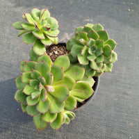 11cm Pot Echeveria 'Joan Daniels' 丹尼尔11cm盆