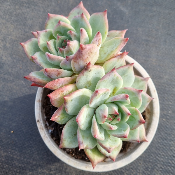 11cm pot Echeveria Colorata 卡罗拉11cm盆