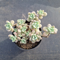 11cm pot Graptosedum Miul 洛神11cm盆