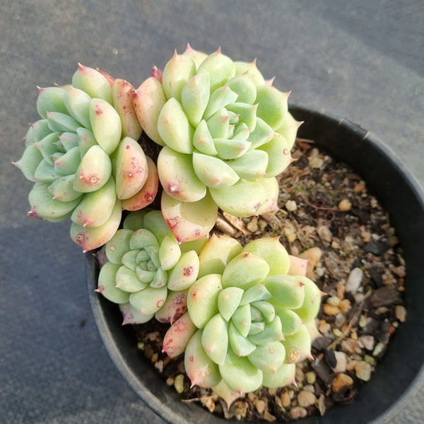 11cm pot Echeveria 'Alba Beauty' 阿尔巴佳人11cm盆