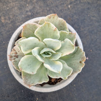 11cm pot Echeveria Japan moon river  (variegated) 月亮河锦11cm盆