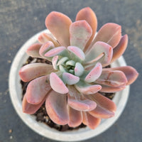 Pachyveria Scheideckeri variegated 红卷叶拉丝锦