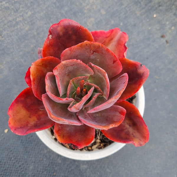 11cm pot Echeveria Pappy's Rose