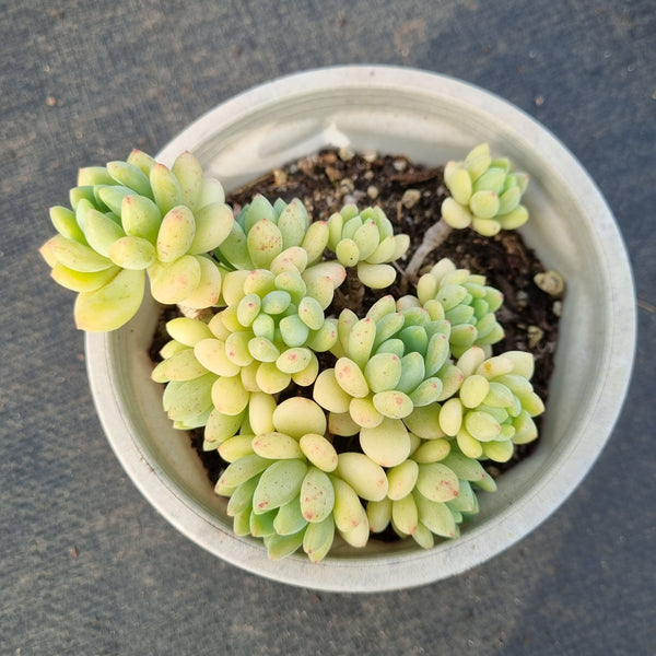 11cm pot Sedum Clavatum R. T. Clausen 凝脂莲11cm盆