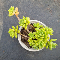 11cm pot Sedum Alice Evans 春萌11cm 盆