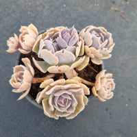 11cm pot Echeveria Shaviana Hybrid 沙漠之星11cm盆