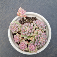 11cm pot Echeveria Frosty Bloom 霜花11cm盆