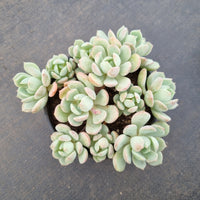 11cm pot Graptoveria 'A Grim One' 格林 11cm盆