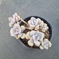 11cm pot Graptoveria 'Margaret Rose' 诺玛群