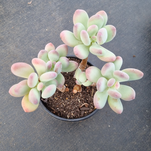 11cm pot Pachyphytum Pink Tips cluster 青丸群