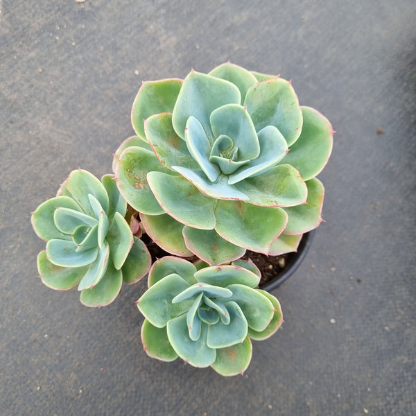 11cm pot Echeveria Blue Sky