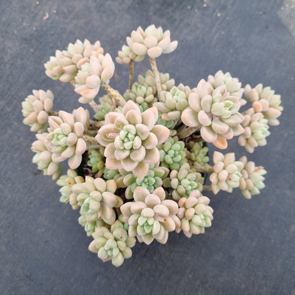 11cm pot Blush Danko 绯丸群11cm盆