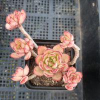 *GLGhybrid(1-402) Echeveria Pulidonis Veracruz hybrid 红边灵影杂