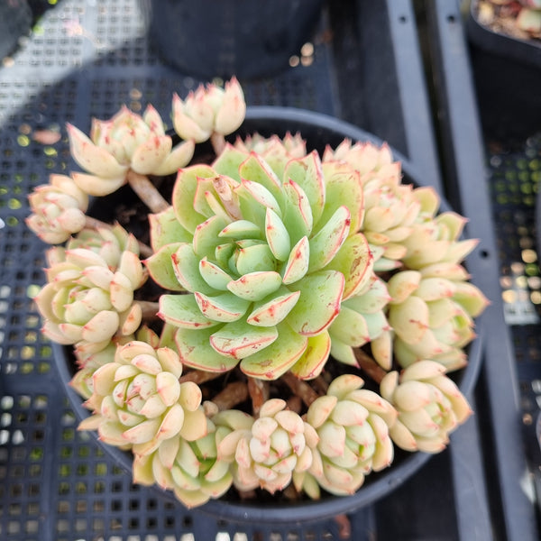 *GLGhybrid(2-23) Echeveria Ballsii Hybrid 灰姑娘杂