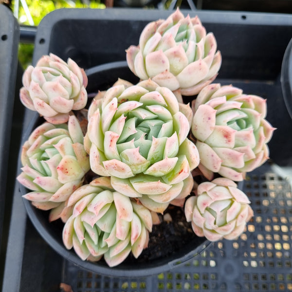 *GLGhybrid(2-35) Echeveria Raspberry ice hybrid 冰莓杂