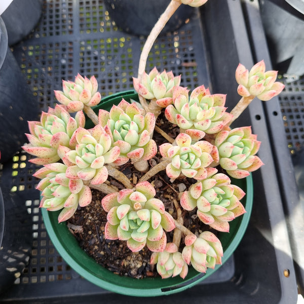 *GLGhybrid(2-42) Echeveria Sierra Hybrid 爱斯诺杂