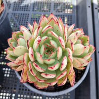 *GLGhybrid(2-45) Echeveria Puebla hybrid 普埃布拉杂