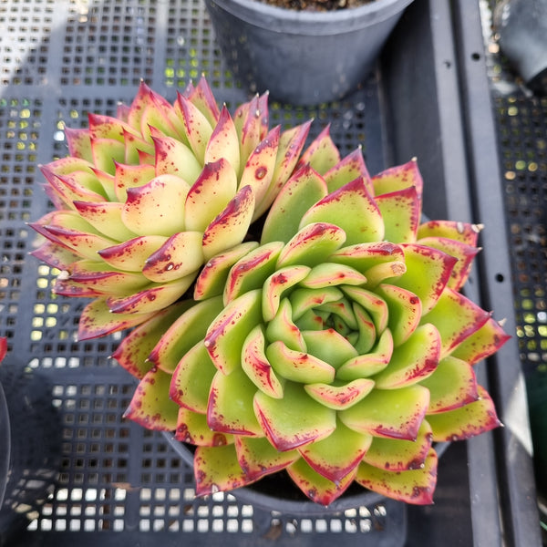 *GLGhybrid(2-48) Echeveria Agavoides hybrid 东云杂