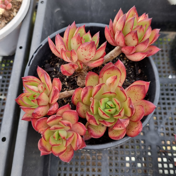 *GLGhybrid(2-49) Echeveria Pulidonis (Veracruz) Hybrid 红边灵隐杂