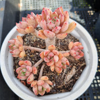 ＊GLGhybrid(2-50) Echeveria Subalpina hybrid 萨宾娜杂