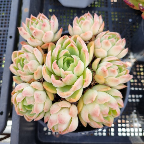 *GLGhybrid(2-58) Echeveria Raspberry ice hybrid 冰莓杂