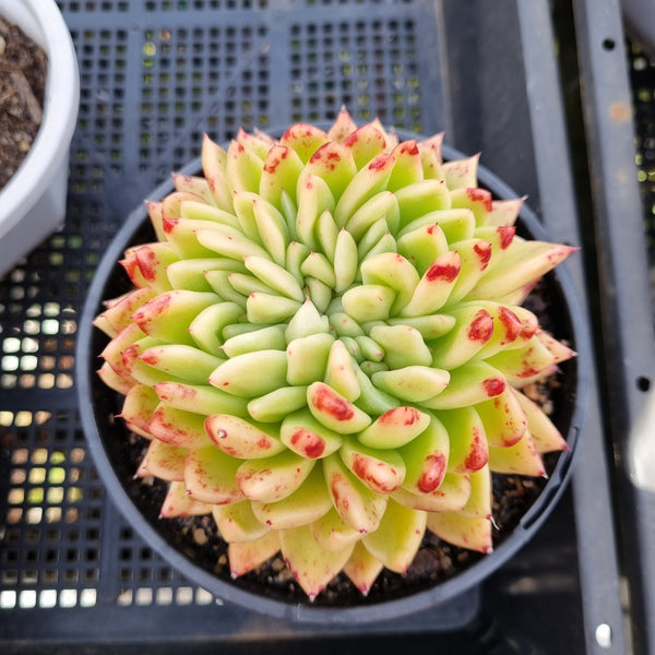 *GLGhybrid(2-61) Echeveria Agavoides hybrid crested 东云杂缀化